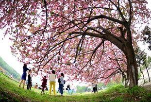 樱花校园最新大爆料,独家爆料带你探秘校园风云  第2张 樱花校园最新大爆料,独家爆料带你探秘校园风云  第2张