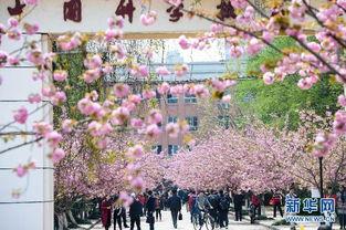 樱花校园最新大爆料,独家爆料带你探秘校园风云  第3张 樱花校园最新大爆料,独家爆料带你探秘校园风云  第3张